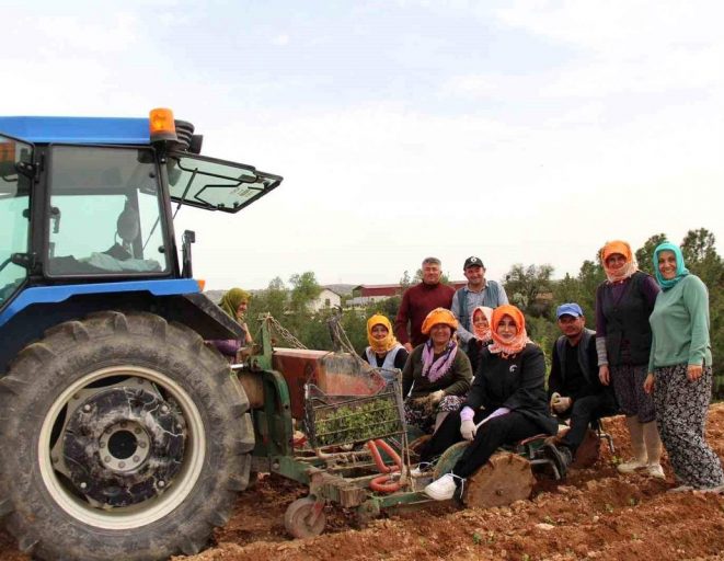 Poşusunu takan Kaymakam Kuran üreticilerle birlikte kekik dikti
