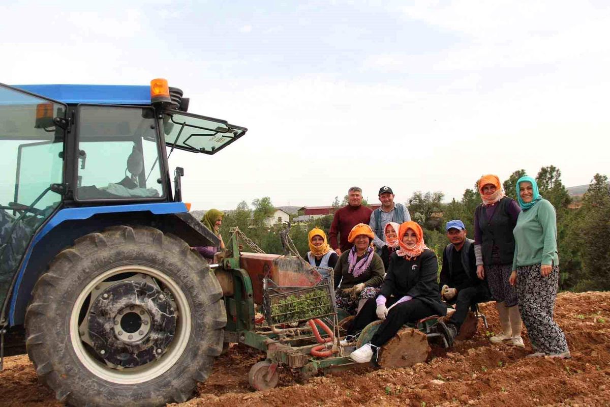 Poşusunu takan Kaymakam Kuran üreticilerle birlikte kekik dikti