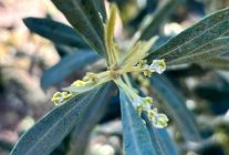 Salihli'de zeytin üreticilerine "Zeytin Pamuklu Biti" uyarısı