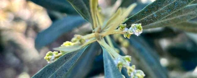 Salihli'de zeytin üreticilerine "Zeytin Pamuklu Biti" uyarısı