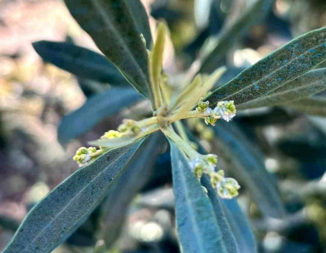 Salihli'de zeytin üreticilerine "Zeytin Pamuklu Biti" uyarısı