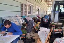 Sarıgöl'de taze bağ yaprağı mesaisi başladı