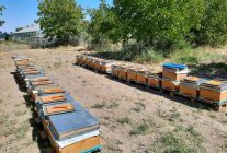 'Süper gıda' arı sütü Malatya'da mercek atında