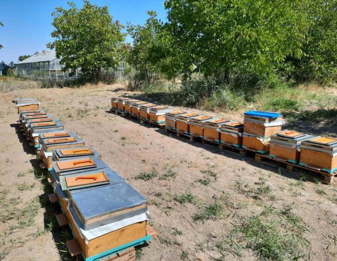 'Süper gıda' arı sütü Malatya'da mercek atında