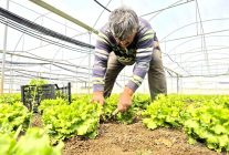 Tarlada ortalama 15 TL olan marul tezgahlarda 100 TL'ye satılıyor