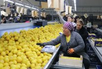 Türkiye'nin 3 aylık yaş meyve sebze ihracatını Doğu Akdeniz illeri sırtladı