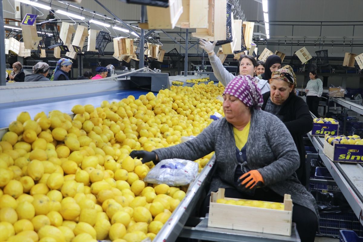Türkiye'nin 3 aylık yaş meyve sebze ihracatını Doğu Akdeniz illeri sırtladı