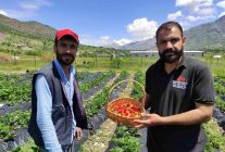 Batman'da organik Sason çileğinde yılın ilk hasadı başladı