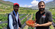 Batman'da organik Sason çileğinde yılın ilk hasadı başladı