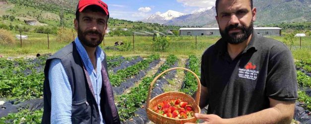 Batman'da organik Sason çileğinde yılın ilk hasadı başladı