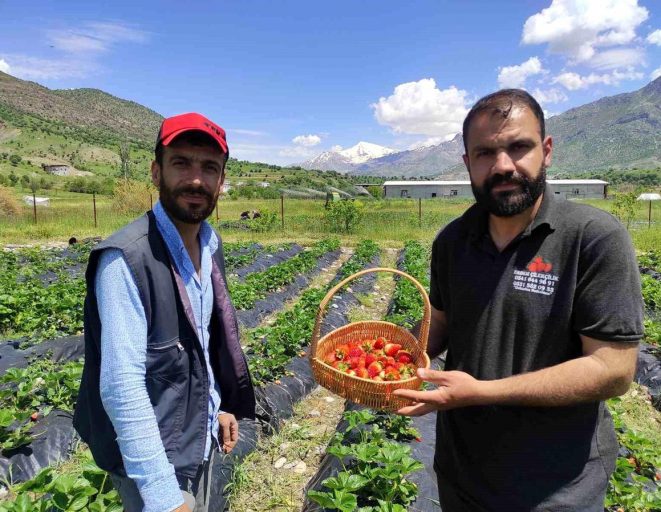 Batman'da organik Sason çileğinde yılın ilk hasadı başladı