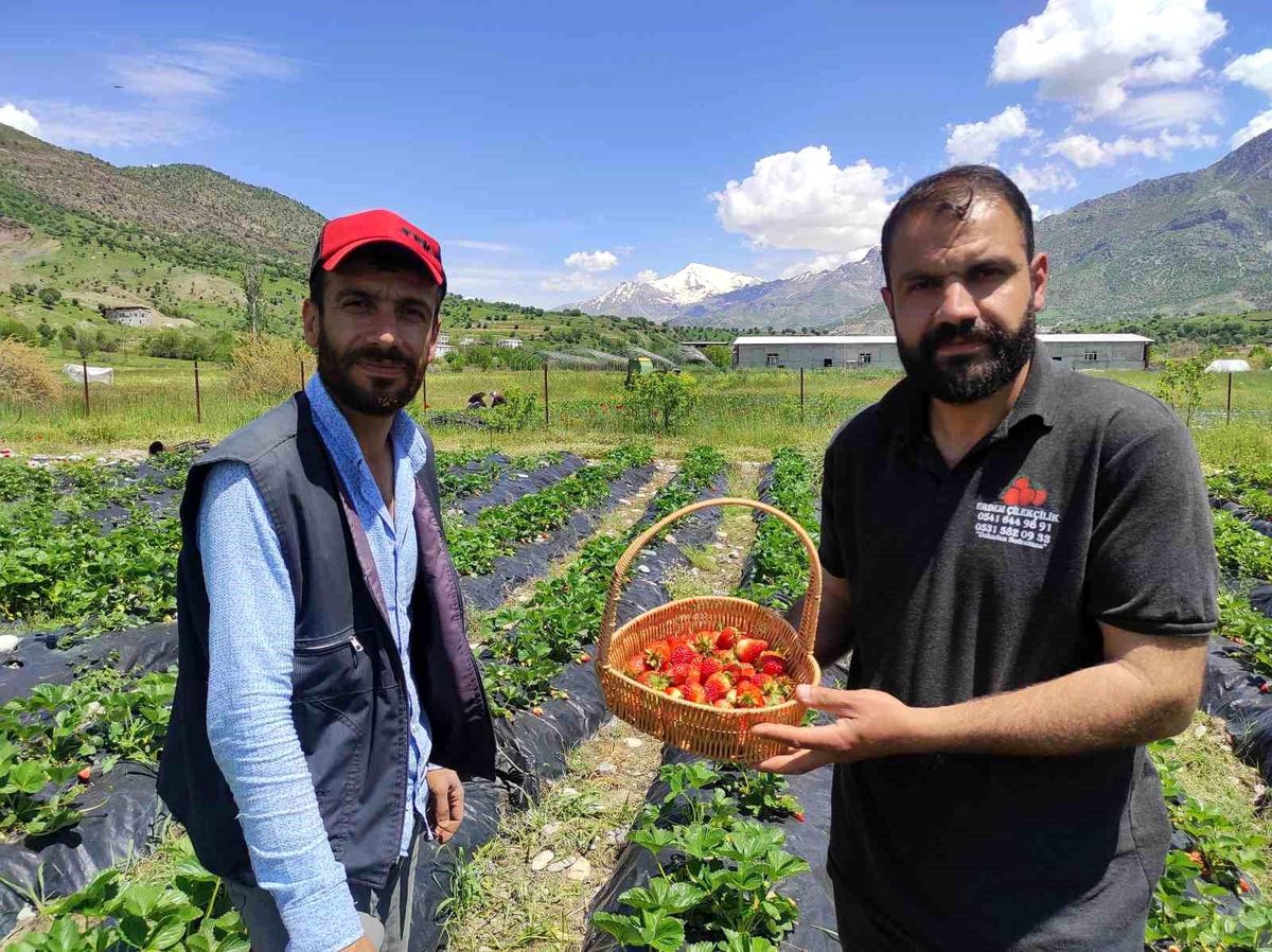 Batman'da organik Sason çileğinde yılın ilk hasadı başladı
