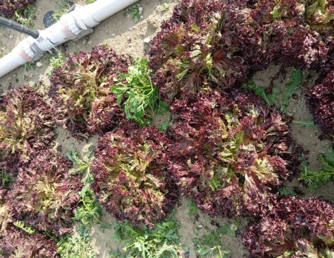 Beypazarı'nda dolu yağışı ekili alanları vurdu