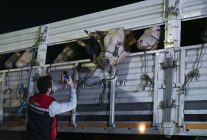 İstanbul'a kurbanlık hayvan girişleri başladı
