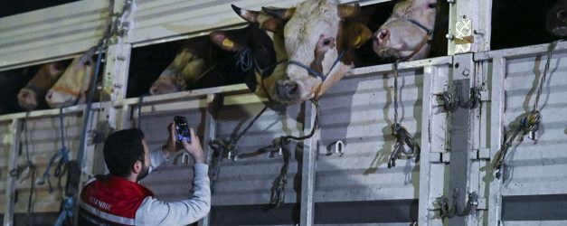 İstanbul'a kurbanlık hayvan girişleri başladı