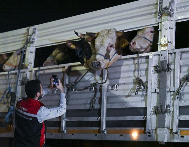 İstanbul'a kurbanlık hayvan girişleri başladı
