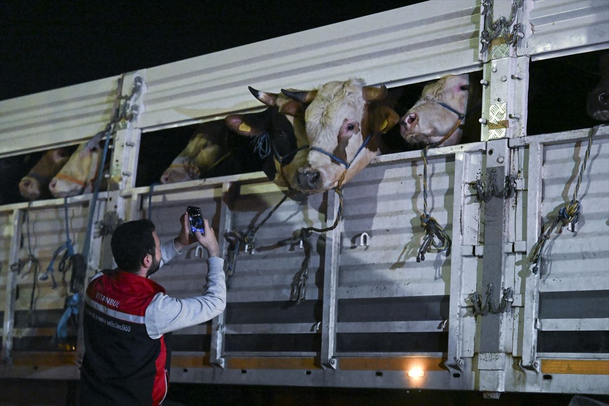 İstanbul'a kurbanlık hayvan girişleri başladı