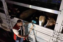 Kurban Bayramı öncesi İstanbul'da sevk noktalarında yoğun mesai