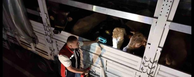 Kurban Bayramı öncesi İstanbul'da sevk noktalarında yoğun mesai