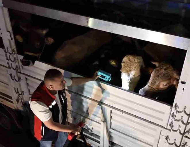 Kurban Bayramı öncesi İstanbul'da sevk noktalarında yoğun mesai