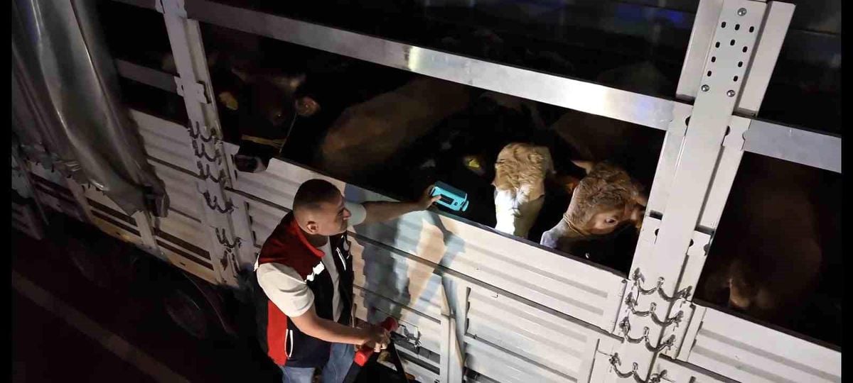 Kurban Bayramı öncesi İstanbul'da sevk noktalarında yoğun mesai