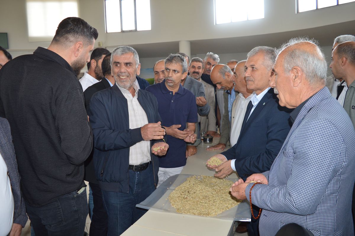 Mardin'de susuz tarlada ilk arpa hasadı yapıldı, çiftçiye gram altın hediye edildi