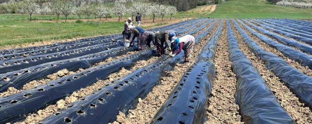 Pazarlar'da çilek üretimine destek - Haberler