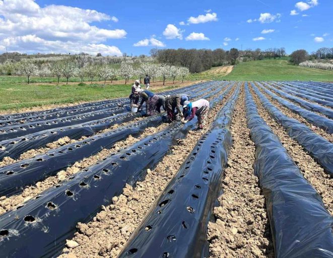 Pazarlar'da çilek üretimine destek - Haberler