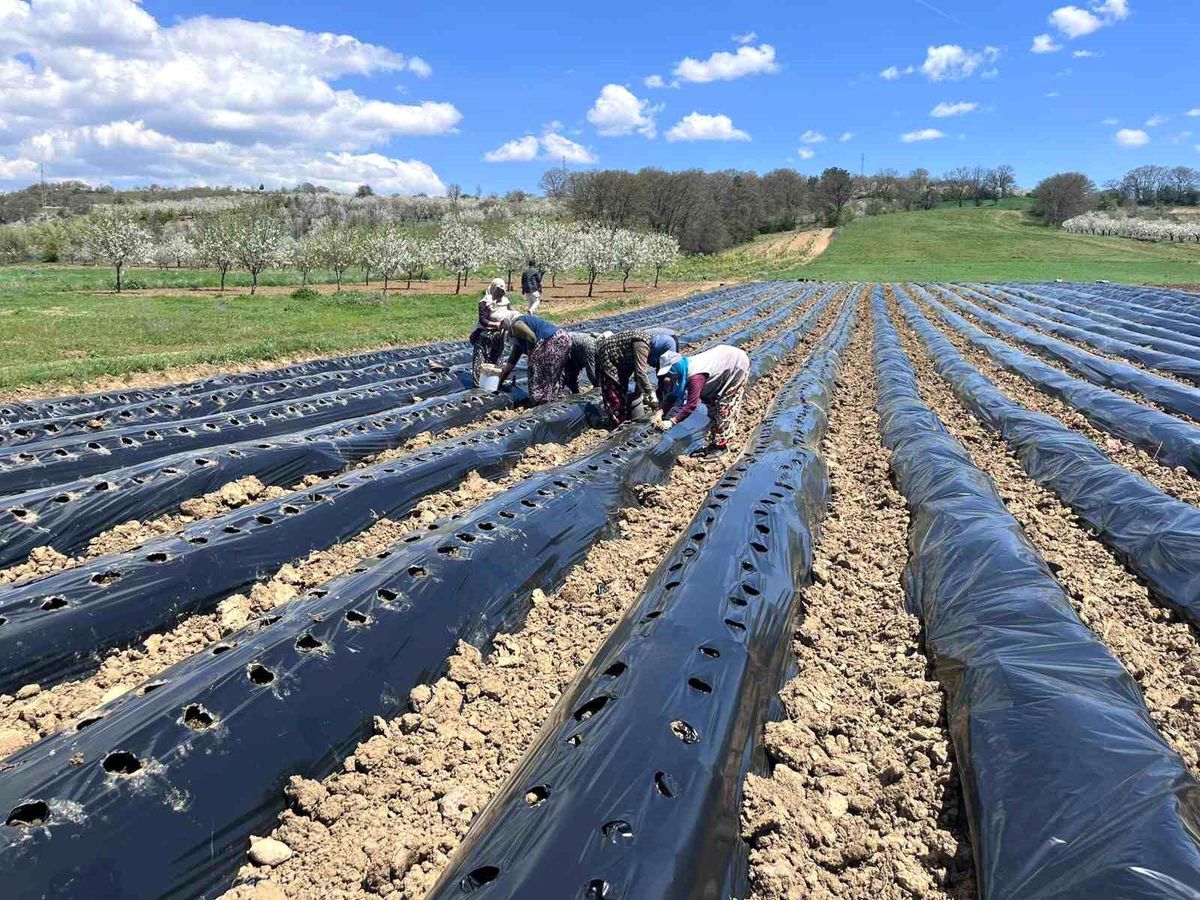Pazarlar'da çilek üretimine destek - Haberler