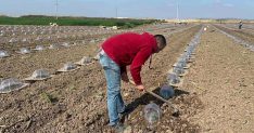 Tarım işçilerini ve çiftçileri en çok turfanda karpuz dikimi zorluyor