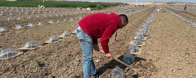 Tarım işçilerini ve çiftçileri en çok turfanda karpuz dikimi zorluyor