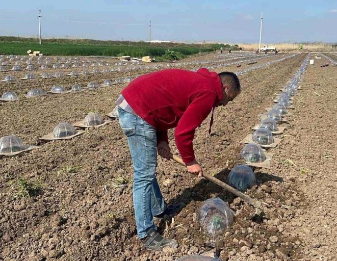 Tarım işçilerini ve çiftçileri en çok turfanda karpuz dikimi zorluyor