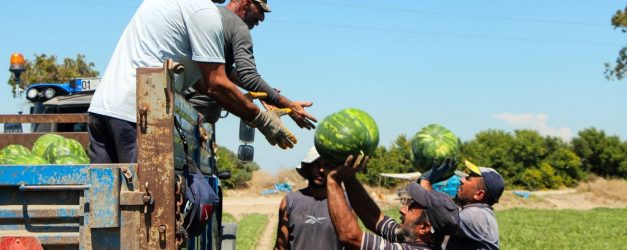 Adana'da karpuz hasadı sürüyor; kilosu 15 TL'ye kadar düştü