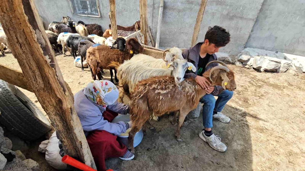 Adilcevaz'da yaylacıların yaz mesaisi devam ediyor