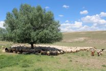 Aksaray'da 'ithal çoban' dönemi - Haberler