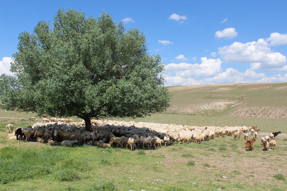 Aksaray'da 'ithal çoban' dönemi - Haberler
