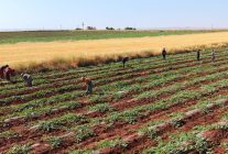 Dolunun vurduğu Diyarbakır karpuzunda hasat bu yıl gecikecek