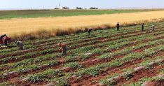Dolunun vurduğu Diyarbakır karpuzunda hasat bu yıl gecikecek