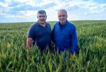 Karapınar'da arpa ve buğday tarlalarında yatma problemi