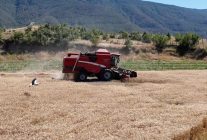 Sinop'un Durağan ilçesinde ıslah edilen tarım arazisinde buğday hasadı yapıldı