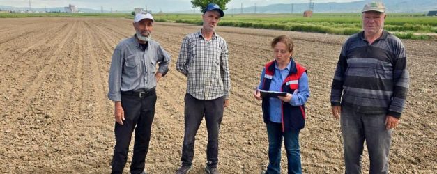 Turşuluk lahana ve dane mısır dikim ve ekim işlemleri devam ediyor