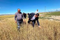 Tuz Gölü Ovası'nda doludan zarar gören tarım arazilerinde hasar tespit çalışması başlatılıyor
