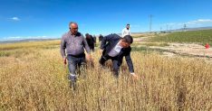 Tuz Gölü Ovası'nda doludan zarar gören tarım arazilerinde hasar tespit çalışması başlatılıyor