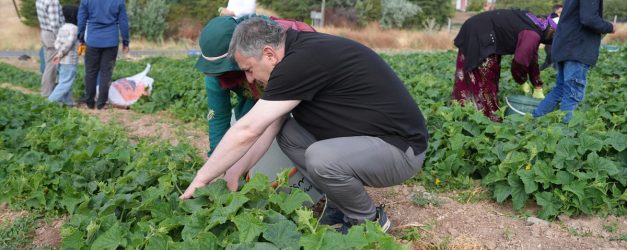 Çubuk'ta turşu yapımında kullanılan salatalığın hasadına başlandı