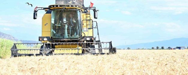 Denizli Valisi Köşger, Yerli Hububat Çeşitlerinin Hasadına Katıldı