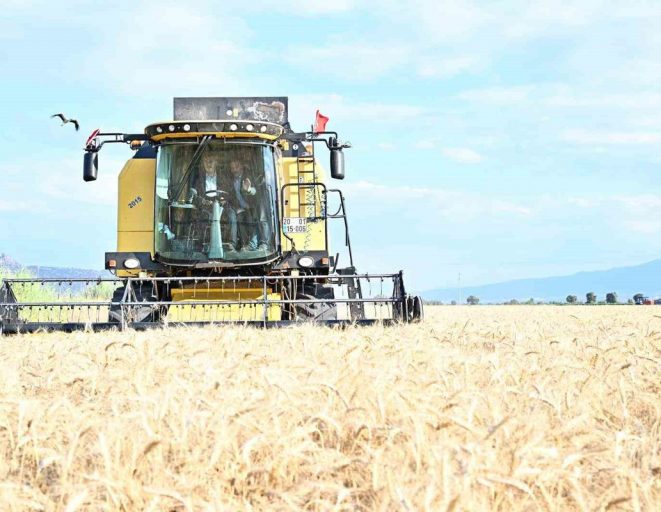 Denizli Valisi Köşger, Yerli Hububat Çeşitlerinin Hasadına Katıldı