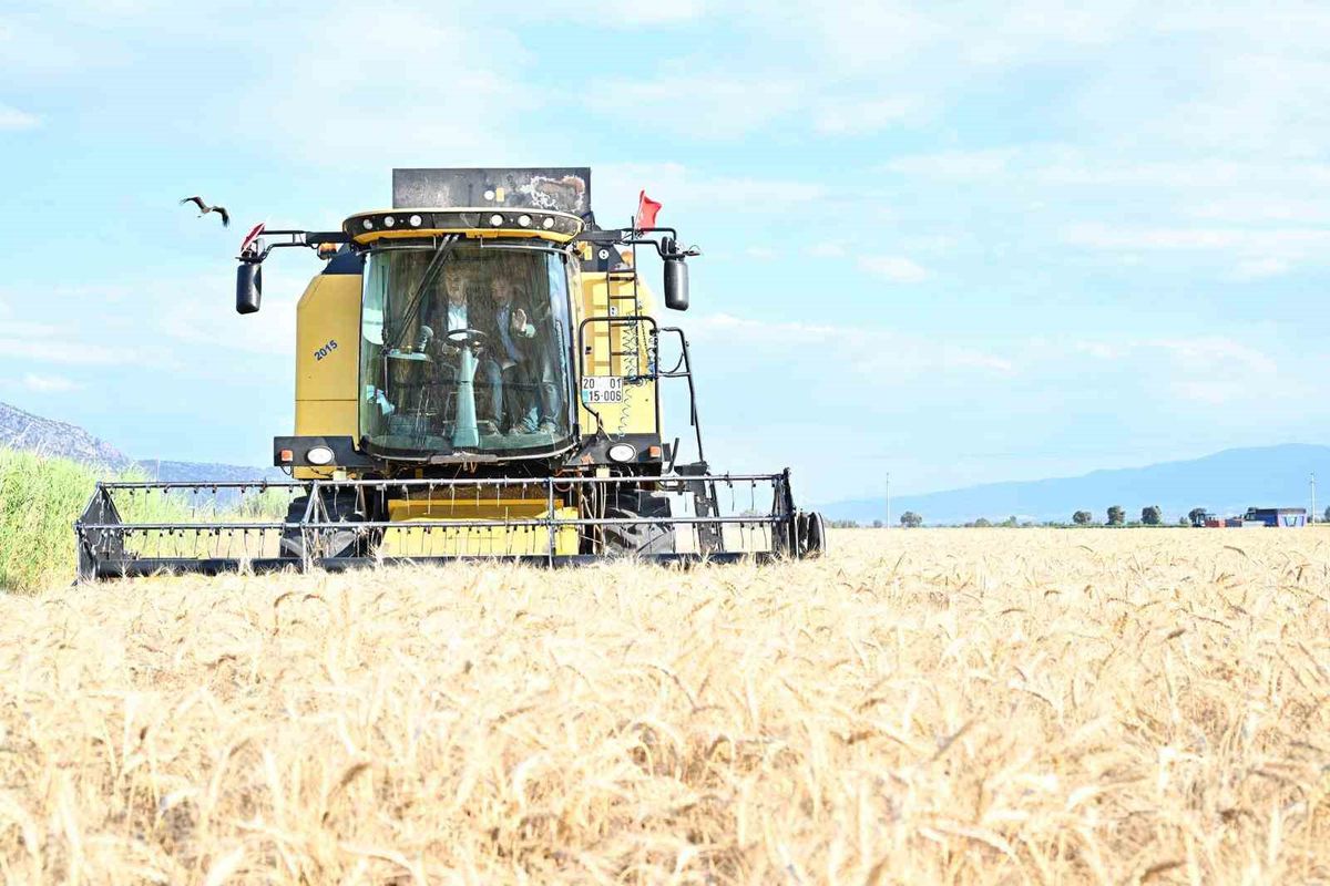 Denizli Valisi Köşger, Yerli Hububat Çeşitlerinin Hasadına Katıldı