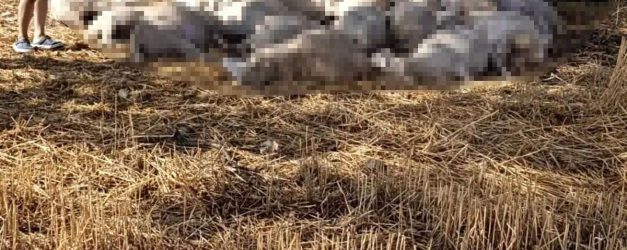Edirne'de sağanak ve dolu yağışı: Yıldırım 30 koyunu telef etti, dolu çatılara zarar verdi