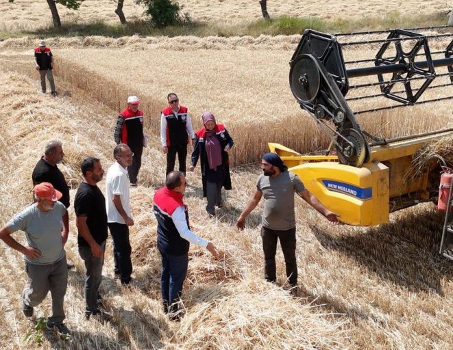 Erzincan’da buğday hasadı sürüyor, biçerdöverler denetlendi
