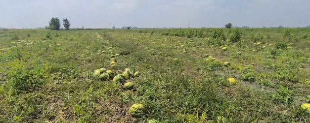 Osmaniye'de Karpuz Tarlada Kaldı: Çiftçi İsyan Etti
